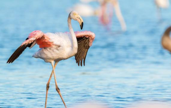 Parque Regional de Las Salinas, el espacio natural que has de visitar cerca de tu nueva casa en San Pedro del Pinatar