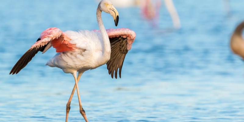 Parque Regional de Las Salinas, el espacio natural que has de visitar cerca de tu nueva casa en San Pedro del Pinatar